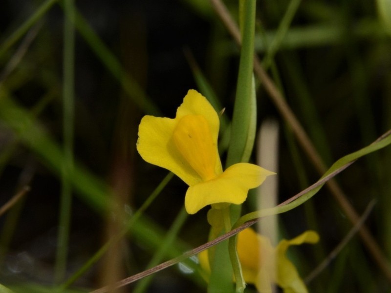 Utricularia involvens photo 3