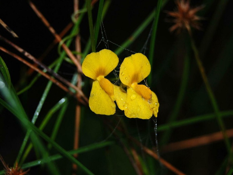 Utricularia involvens photo 4
