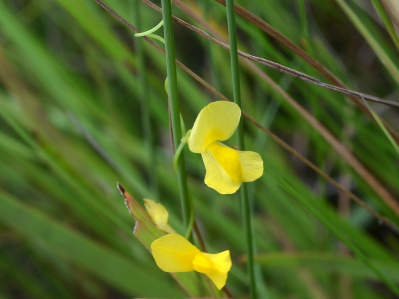 Utricularia involvens photo 6