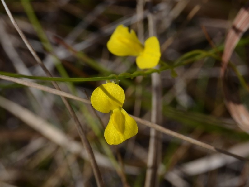 Utricularia involvens photo 7