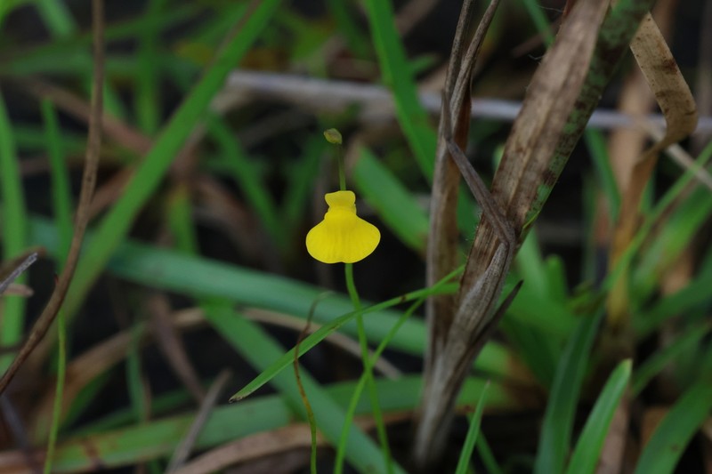 Utricularia jackii