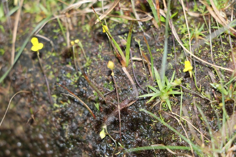 Utricularia jackii photo 2