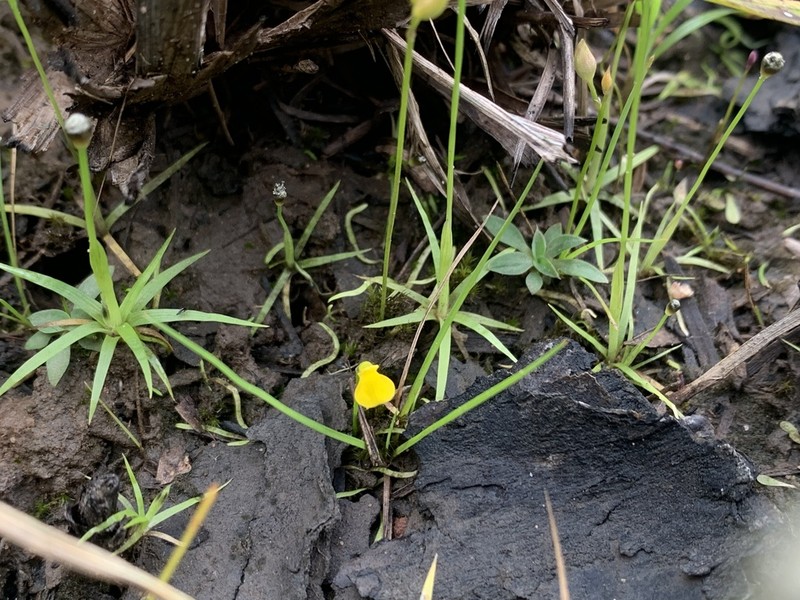 Utricularia jackii photo 3