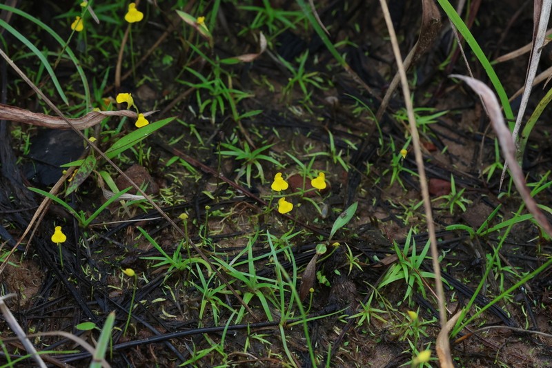 Utricularia jackii photo 4