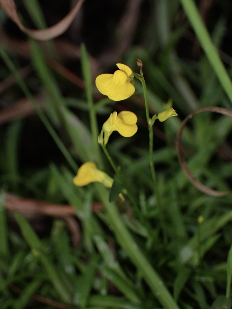 Utricularia jackii photo 5