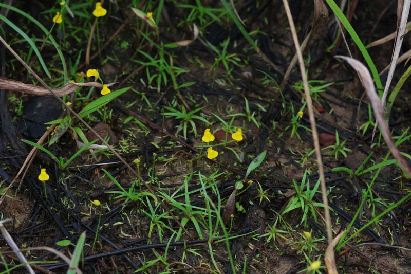 Utricularia jackii photo 6