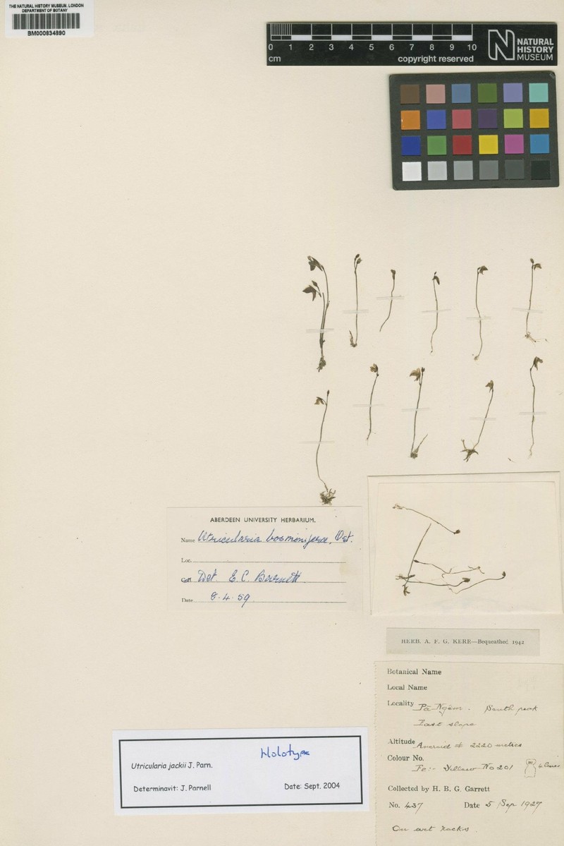 Utricularia jackii photo 8