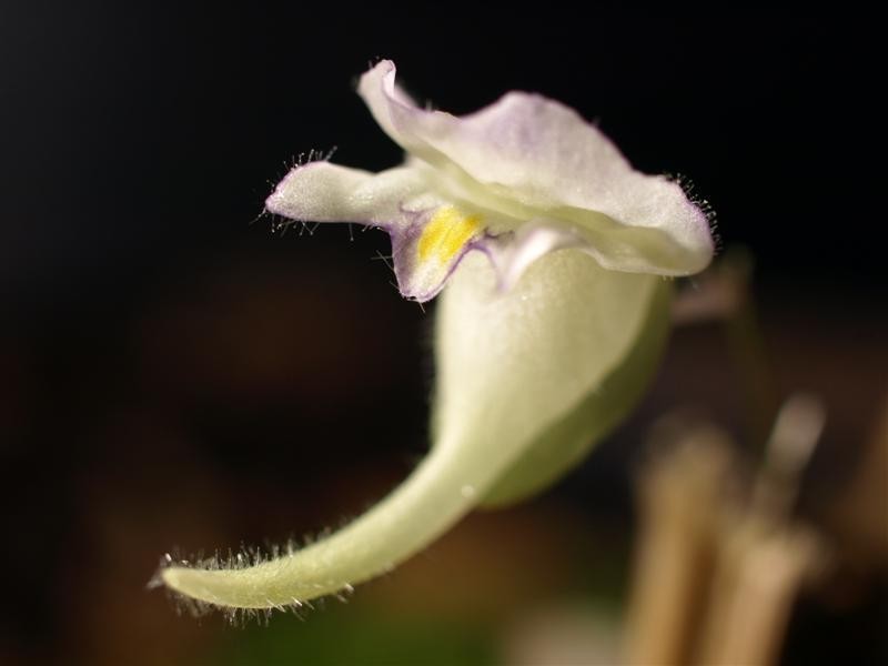 Utricularia jamesoniana photo 2