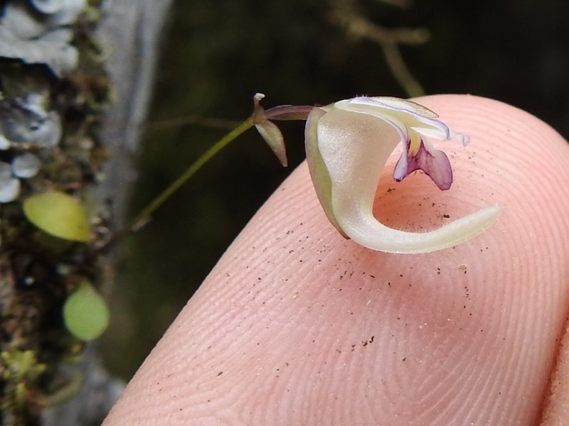 Utricularia jamesoniana photo 3