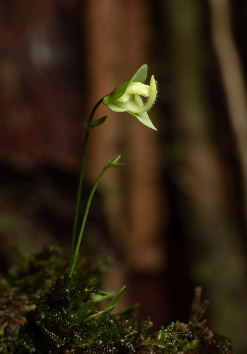 Utricularia jamesoniana photo 4