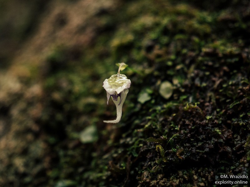 Utricularia jamesoniana photo 5