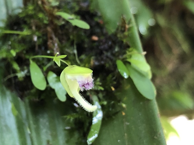 Utricularia jamesoniana photo 6