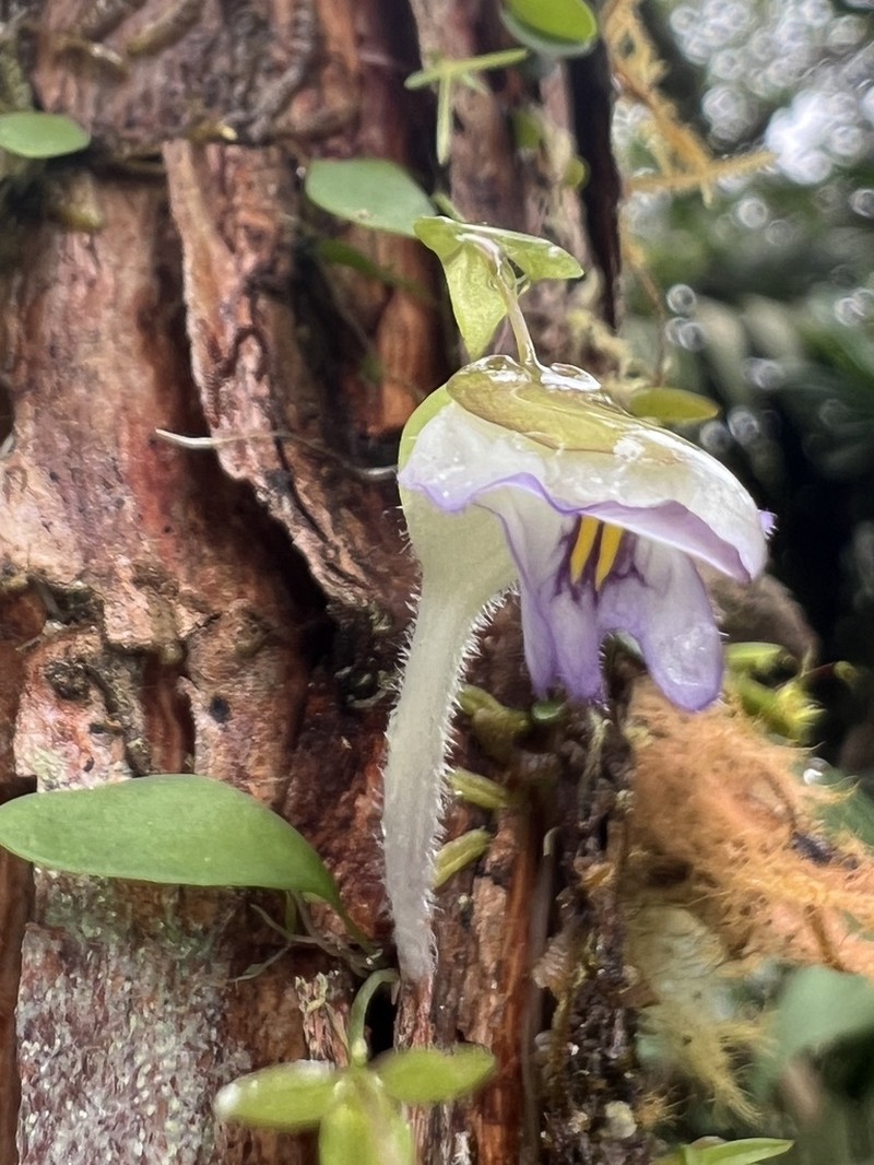 Utricularia jamesoniana photo 7