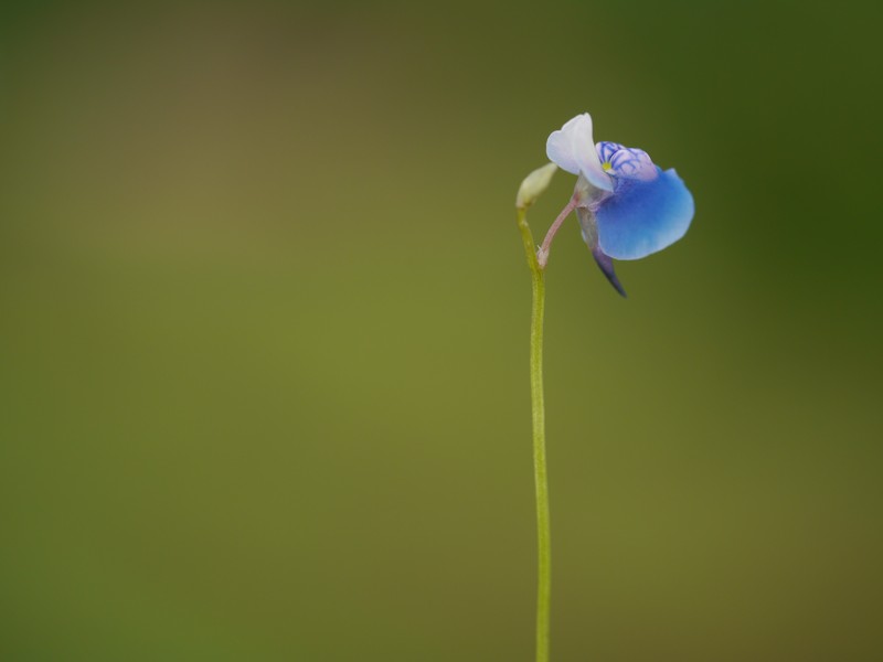 Utricularia janarthanamii