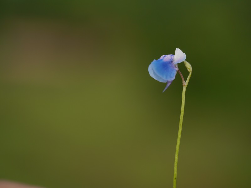 Utricularia janarthanamii photo 2