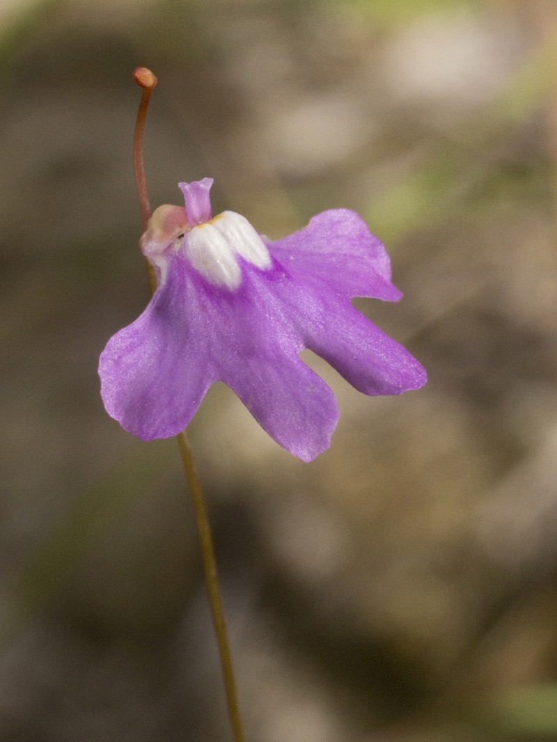 Utricularia jobsonii