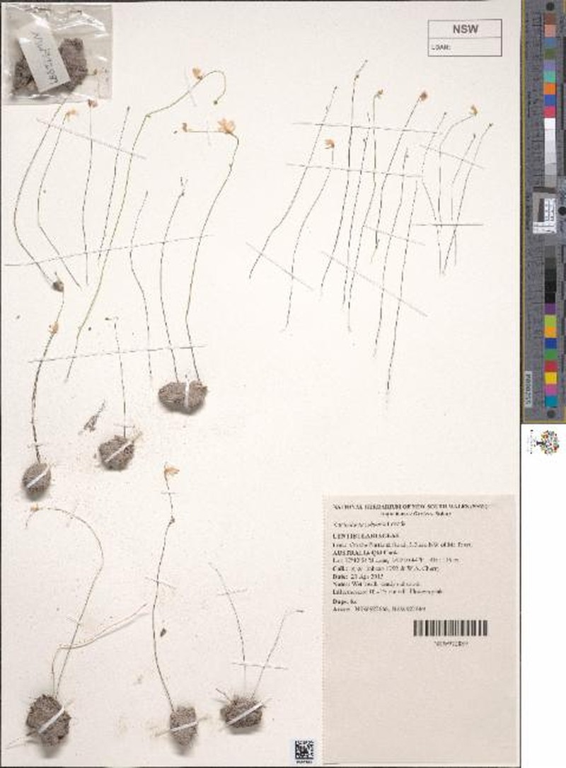 Utricularia jobsonii photo 3
