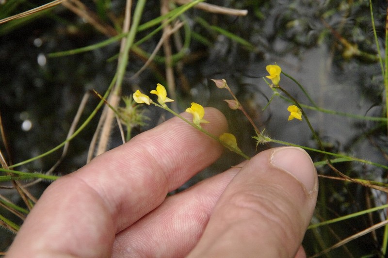 Southern Bladderwort photo 3