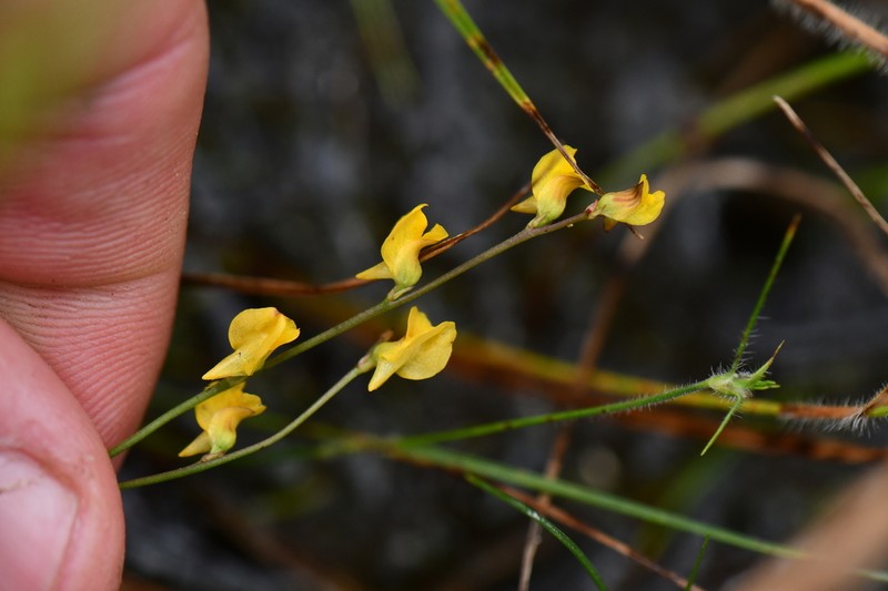 Southern Bladderwort photo 4