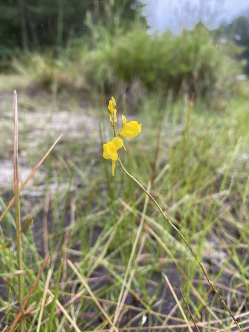 Southern Bladderwort photo 5