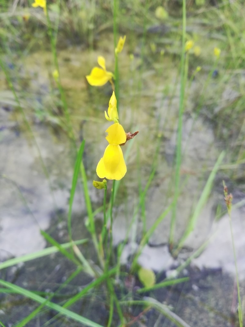 Southern Bladderwort photo 6