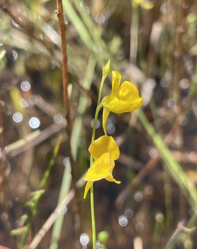 Southern Bladderwort photo 7