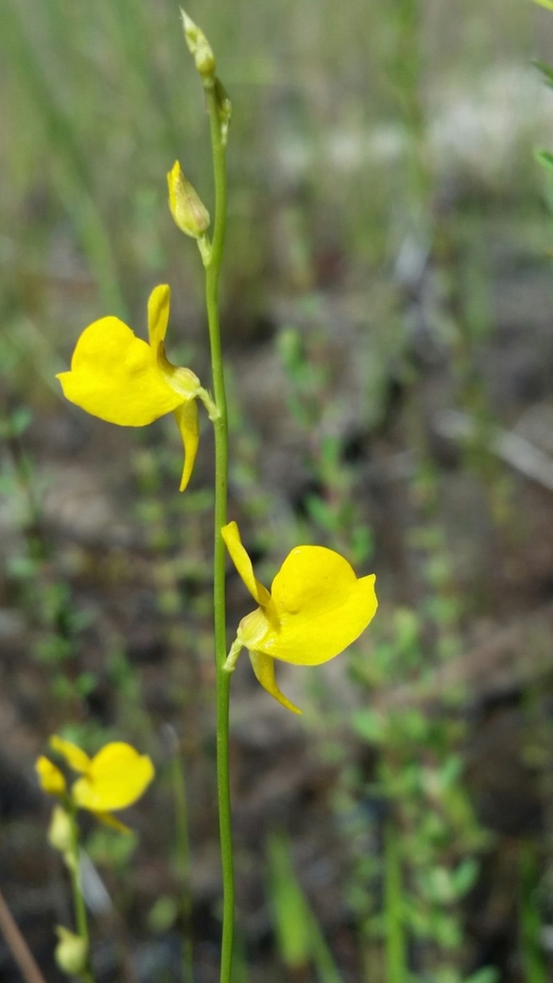 Southern Bladderwort photo 8