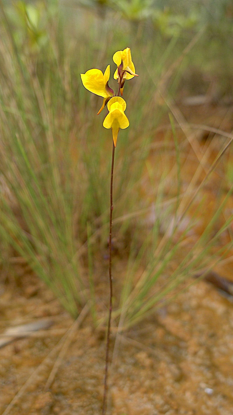 Southern Bladderwort photo 2