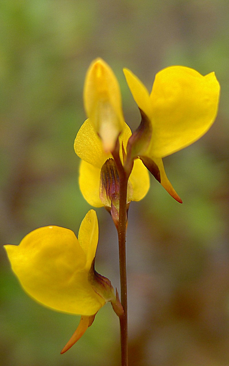 Southern Bladderwort photo 3