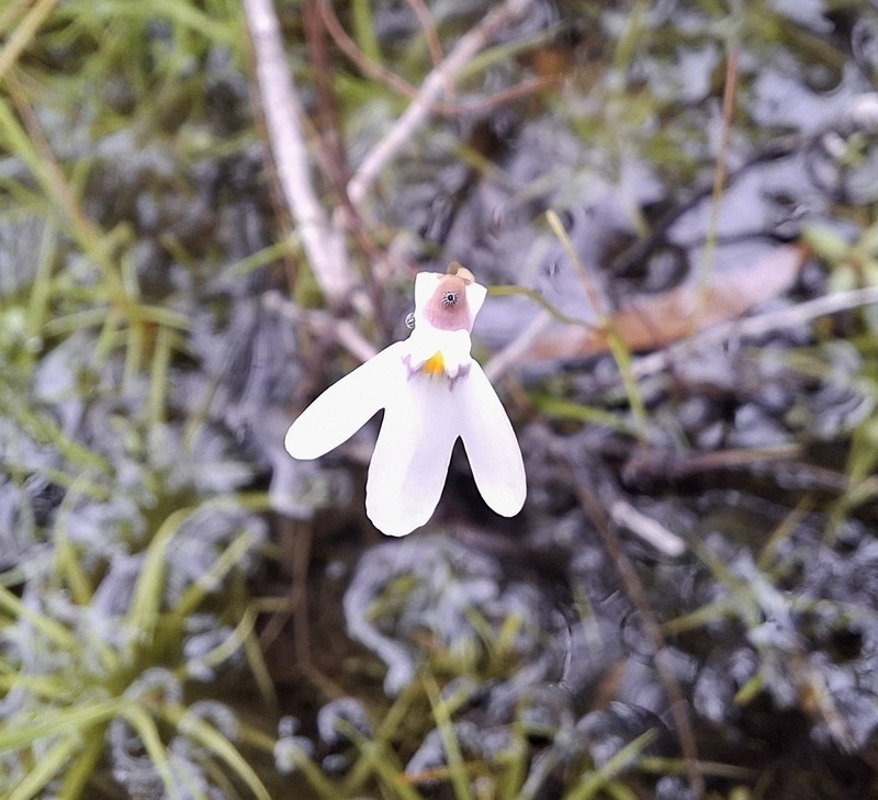 Utricularia kamienskii photo 3