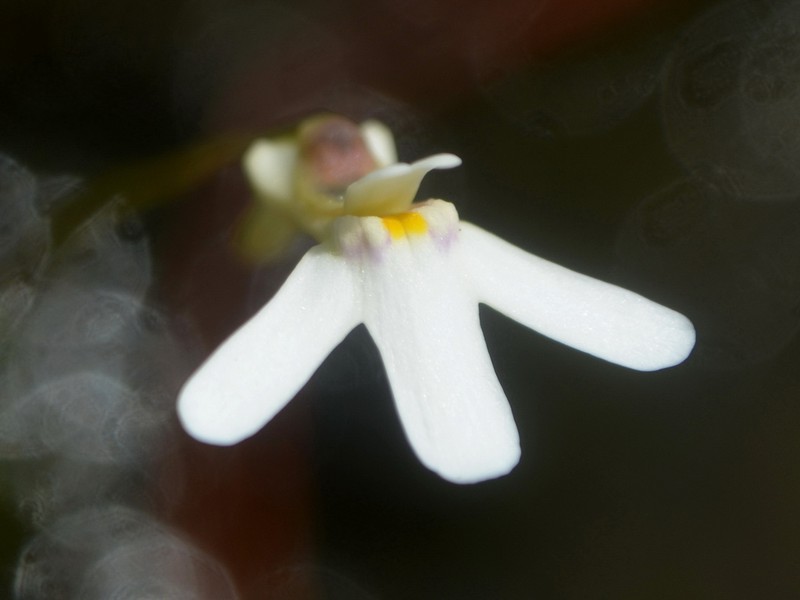 Utricularia kamienskii photo 4
