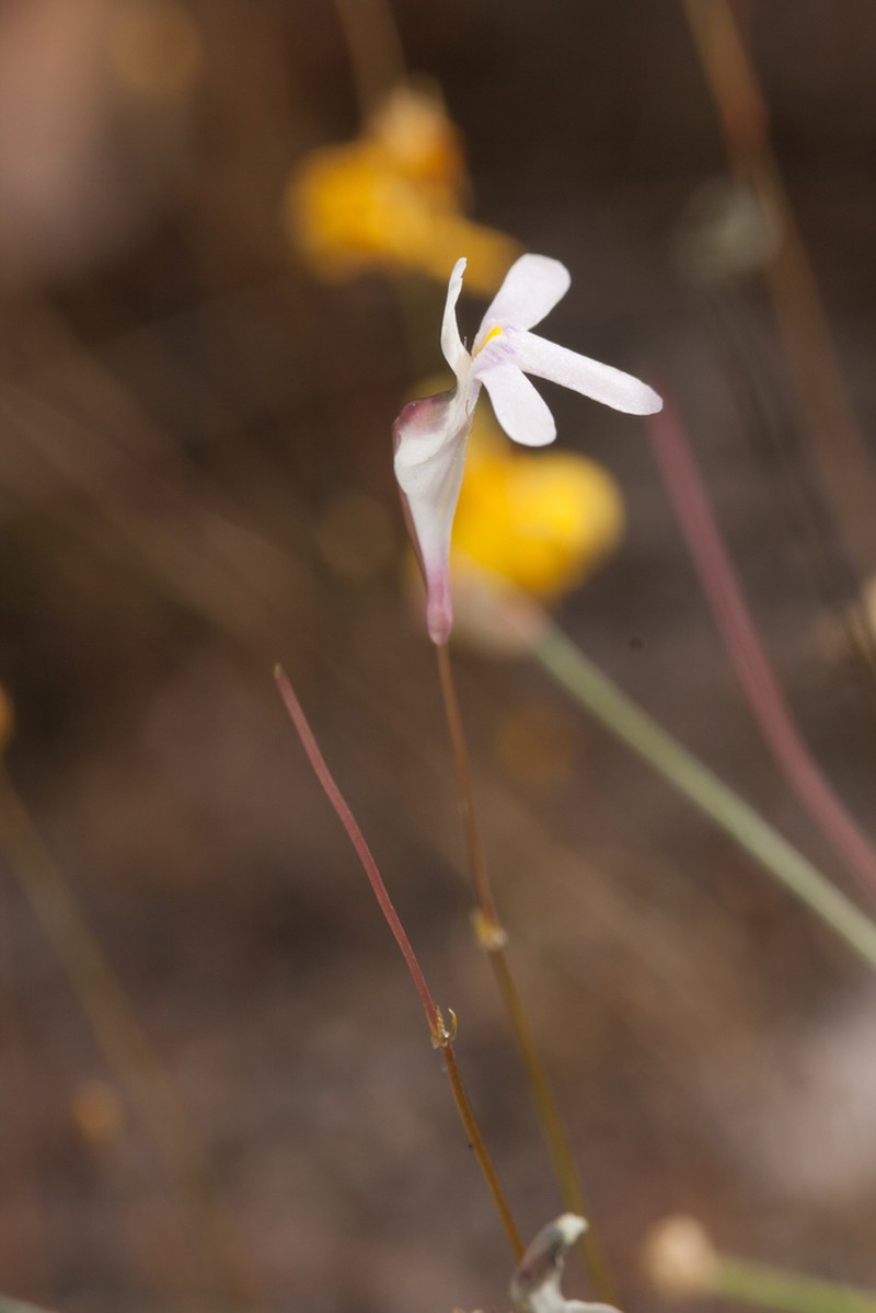 Utricularia kamienskii photo 5