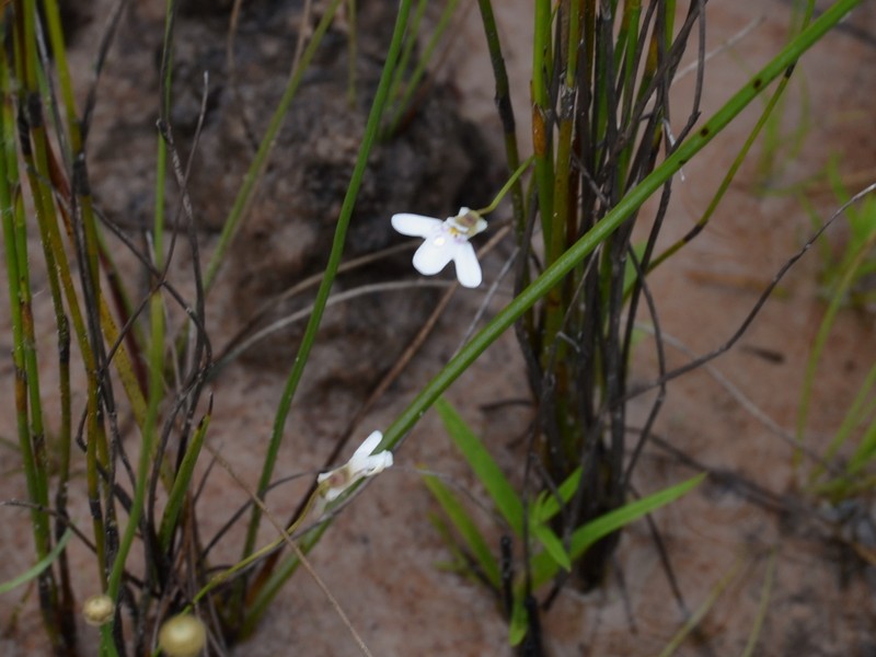 Utricularia kamienskii photo 6