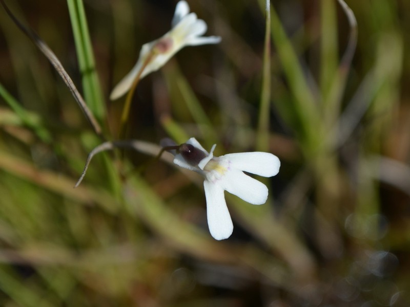 Utricularia kamienskii photo 7
