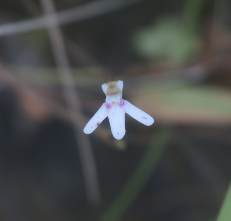 Utricularia kamienskii photo 8