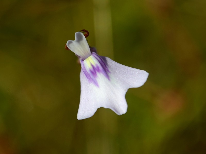 Utricularia kenneallyi