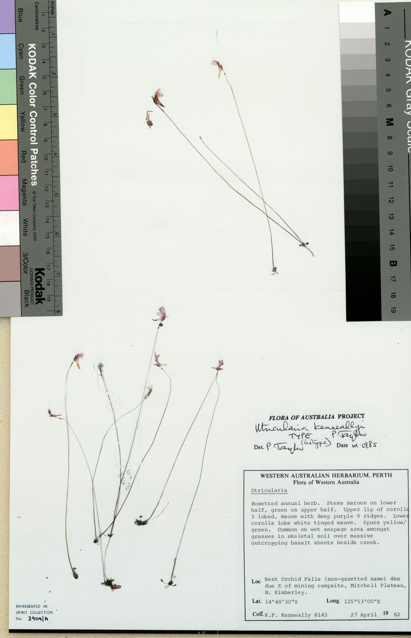 Utricularia kenneallyi photo 3