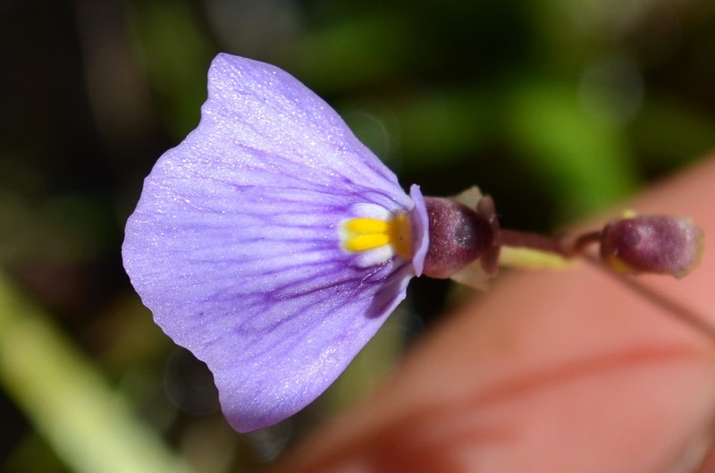 Utricularia kimberleyensis