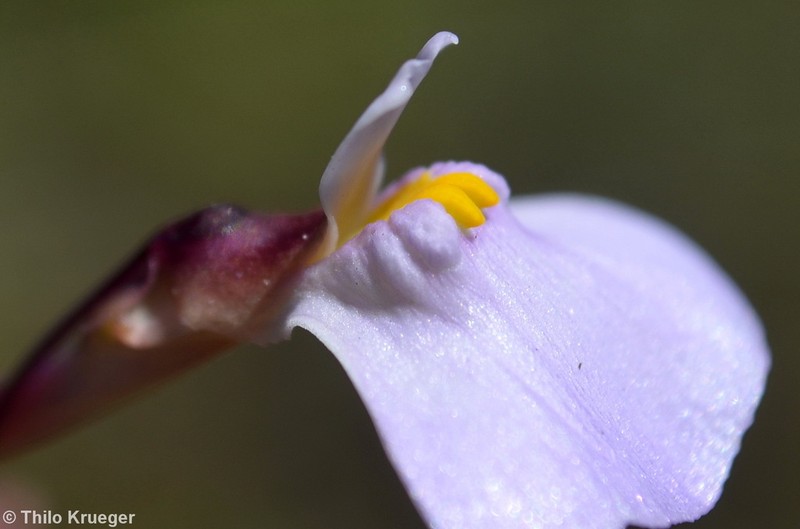Utricularia kimberleyensis photo 2