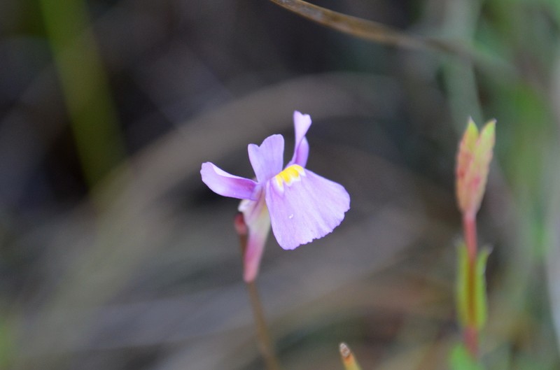 Utricularia kimberleyensis photo 3