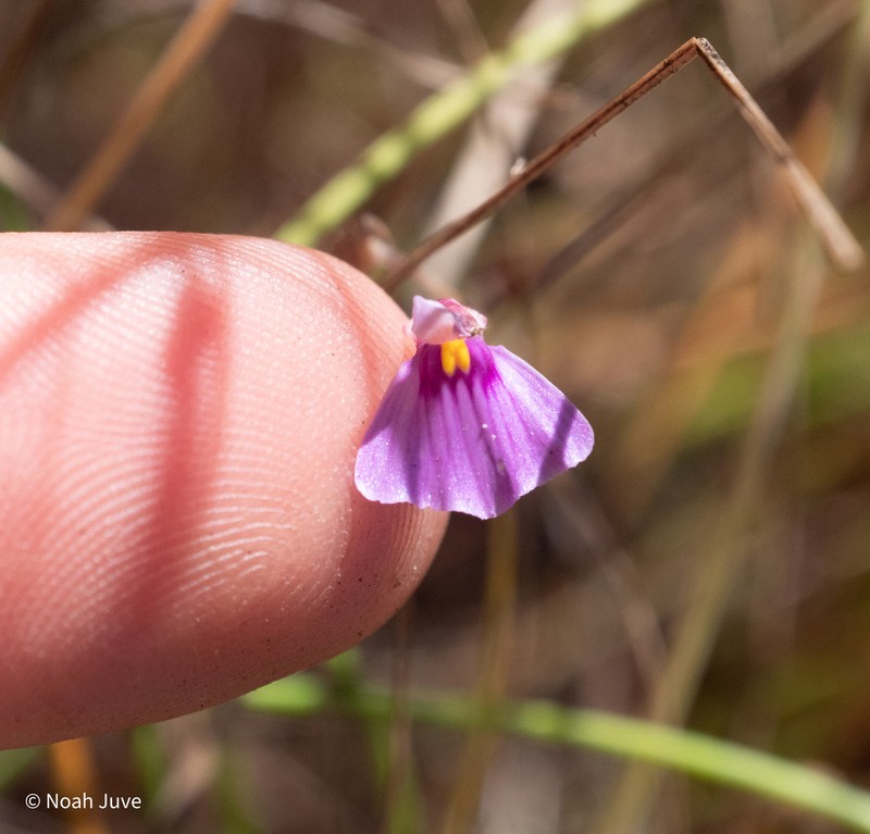 Utricularia kimberleyensis photo 4