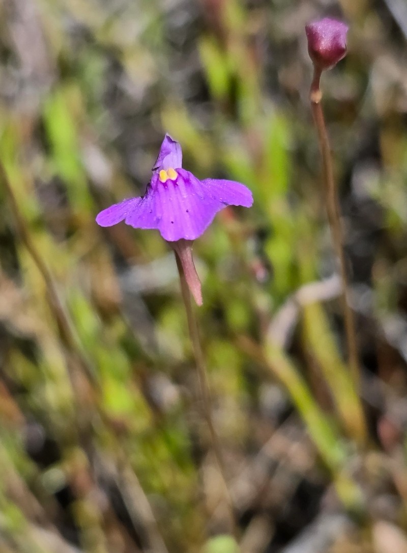 Utricularia kimberleyensis photo 5