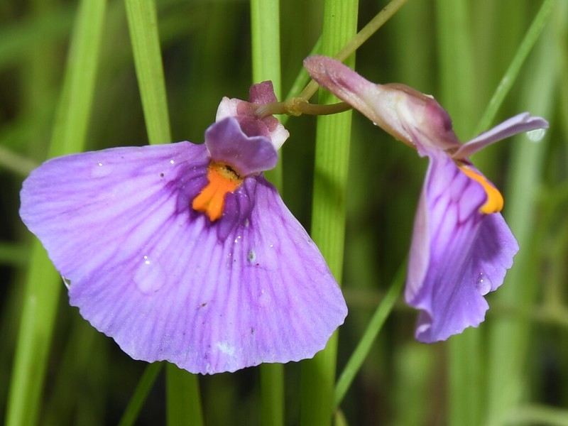 Utricularia kimberleyensis photo 6