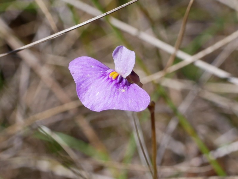 Utricularia kimberleyensis photo 7