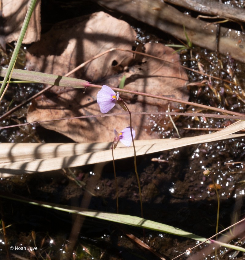 Utricularia kimberleyensis photo 8