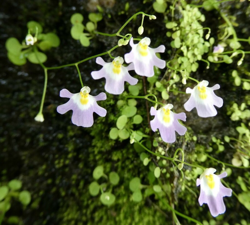 Utricularia kumaonensis photo 2