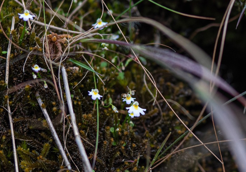 Utricularia kumaonensis photo 3
