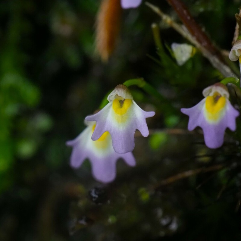 Utricularia kumaonensis photo 4