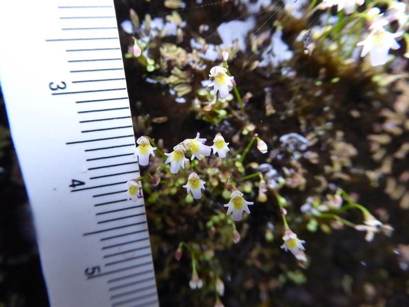Utricularia kumaonensis photo 5