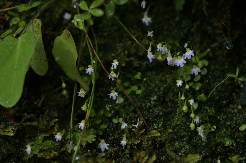 Utricularia kumaonensis photo 6